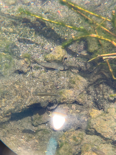 Stenogobius, 2026-07-07