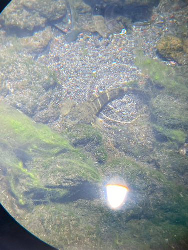 Eleotris sandwicensis observed 2026-07-07