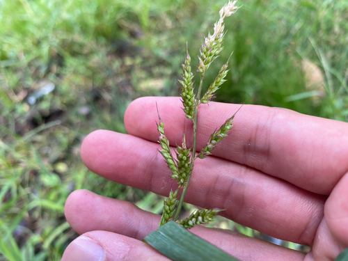 Echinochloa crus-galli observed 2026-07-07