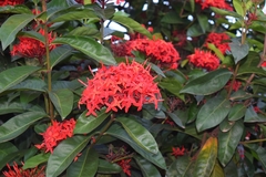 Ixora