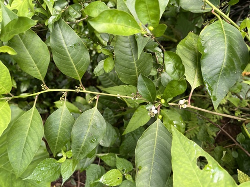 Deeringia polysperma observed 2026-07-03