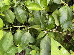 Deeringia polysperma, photograph (c) 謝麗霦, some rights reserved (CC BY)