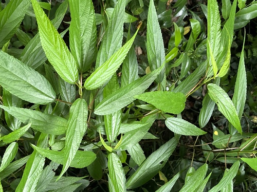 Boehmeria zollingeriana