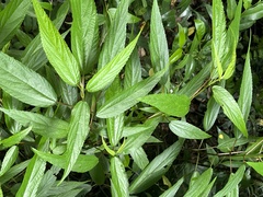 Boehmeria zollingeriana