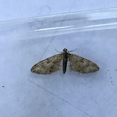 Eupithecia abbreviata