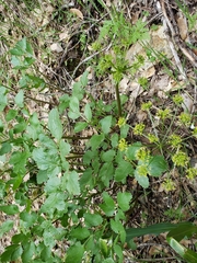 Tauschia hartwegii
