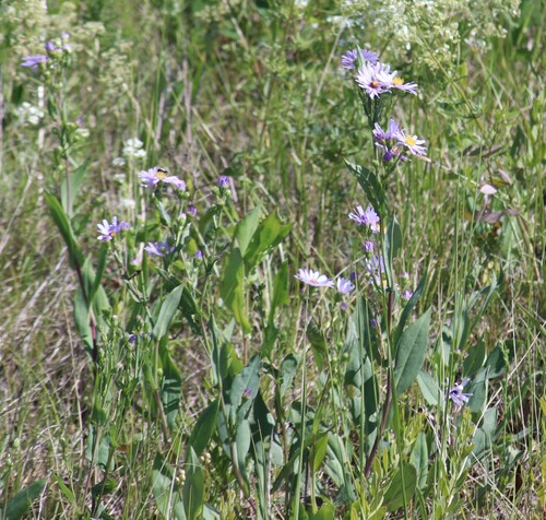 Symphyotrichum laeve