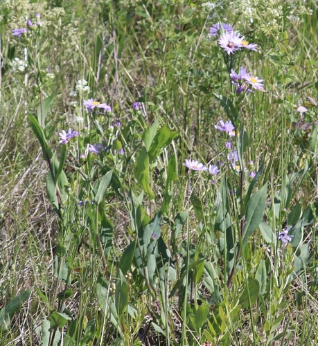 Symphyotrichum laeve