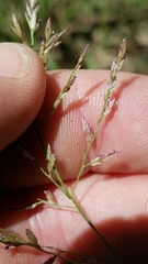 Eragrostis curtipedicellata