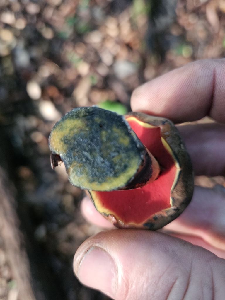 Neoboletus sp. 'varietatibus' · July 2026 · photo: Photo: no rights reserved · iNaturalist