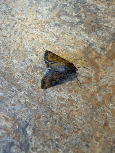 iNaturalist observation photo of Army Cutworm Moth