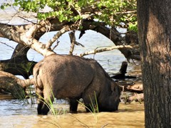 Sus scrofa cristatus