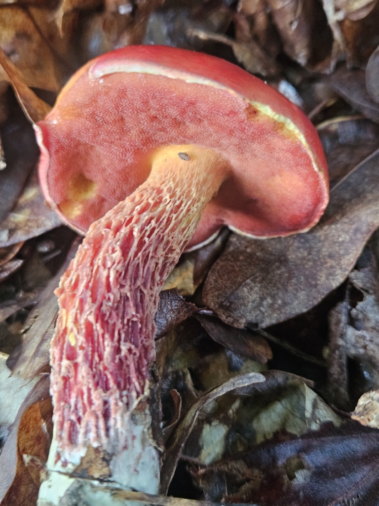 Frost's Bolete · July 2026 · photo: Photo: no rights reserved · iNaturalist