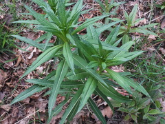 Chamaenerion angustifolium