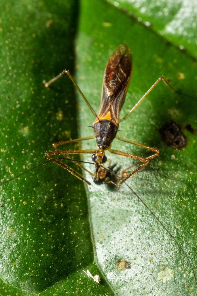 Repipta lepidula