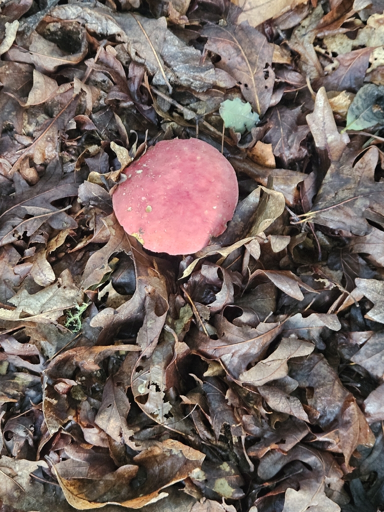 Boletus roodyi · July 2026 · photo: Photo: no rights reserved · iNaturalist