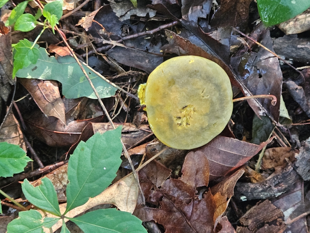 Ornate-stalked bolete · July 2026 · photo: Photo: no rights reserved · iNaturalist