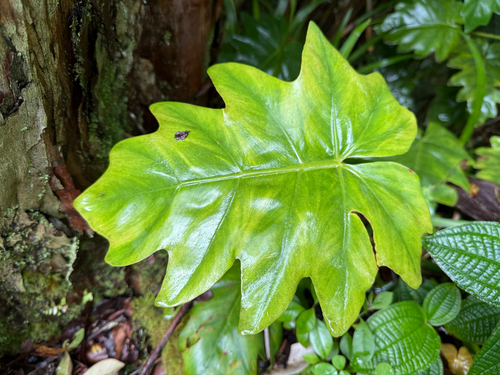 Philodendron lacerum observed 2026-07-02