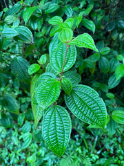 Clidemia hirta, recorded fruiting