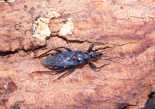 Neohavinthus pentatomus