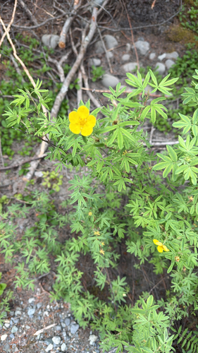 shrubby cinquefoil