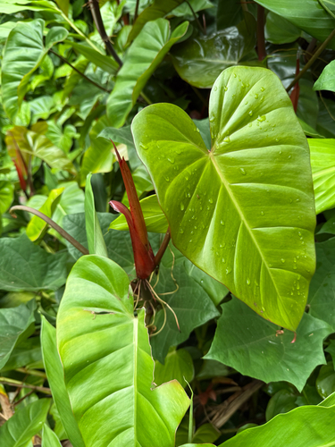 Philodendron erubescens observed 2026-07-02