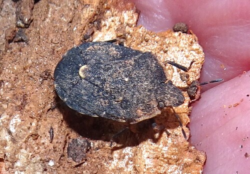 Trachyops australis