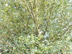 Ilex aquifolium