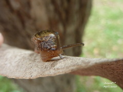 Helicarioninae