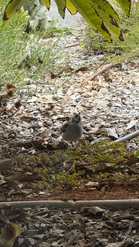 Noisy Miner