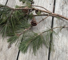 author not stated, no rights reserved Pinus echinata, photograph author not stated, no rights reserved