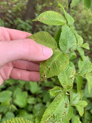 Tetraneura