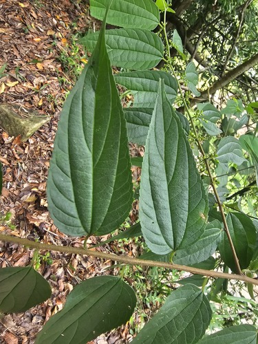 Trema cannabina observed 2026-07-07