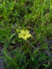 Linum medium
