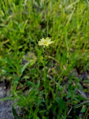 Linum medium