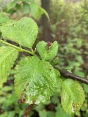 Tetraneura