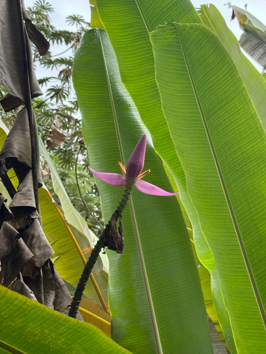 Musa ornata observed 2026-07-02
