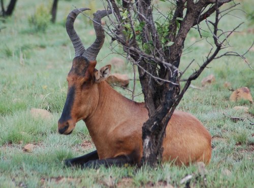 Hartebeest