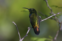 Anthracothorax dominicus