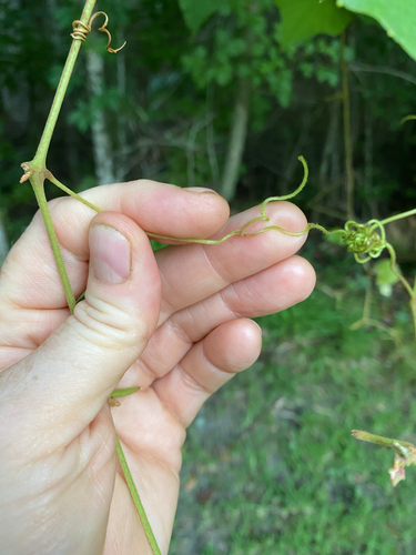 Vitis cinerea, photograph 5