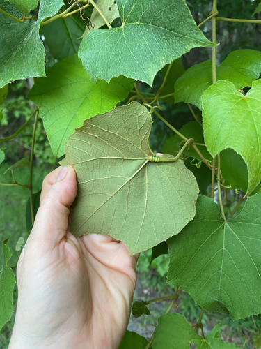 Vitis cinerea, photograph 4