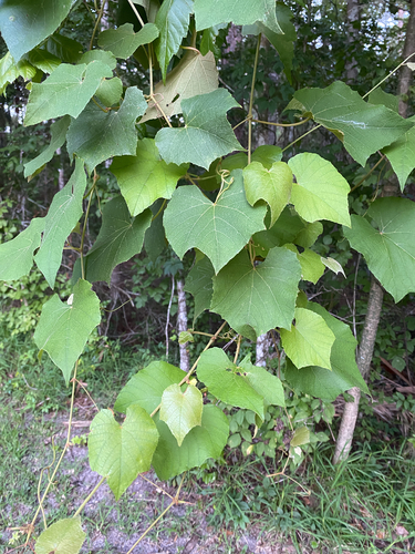 Vitis cinerea, photograph 3