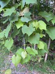 Vitis cinerea, photograph author not stated, no rights reserved