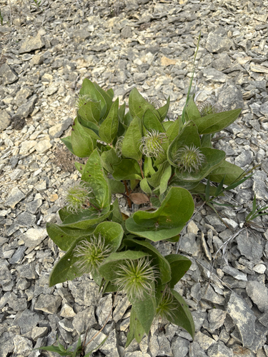 Fremont’s Leather Flower