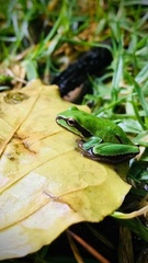 Hyla walkeri
