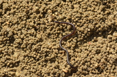 Indotyphlops braminus