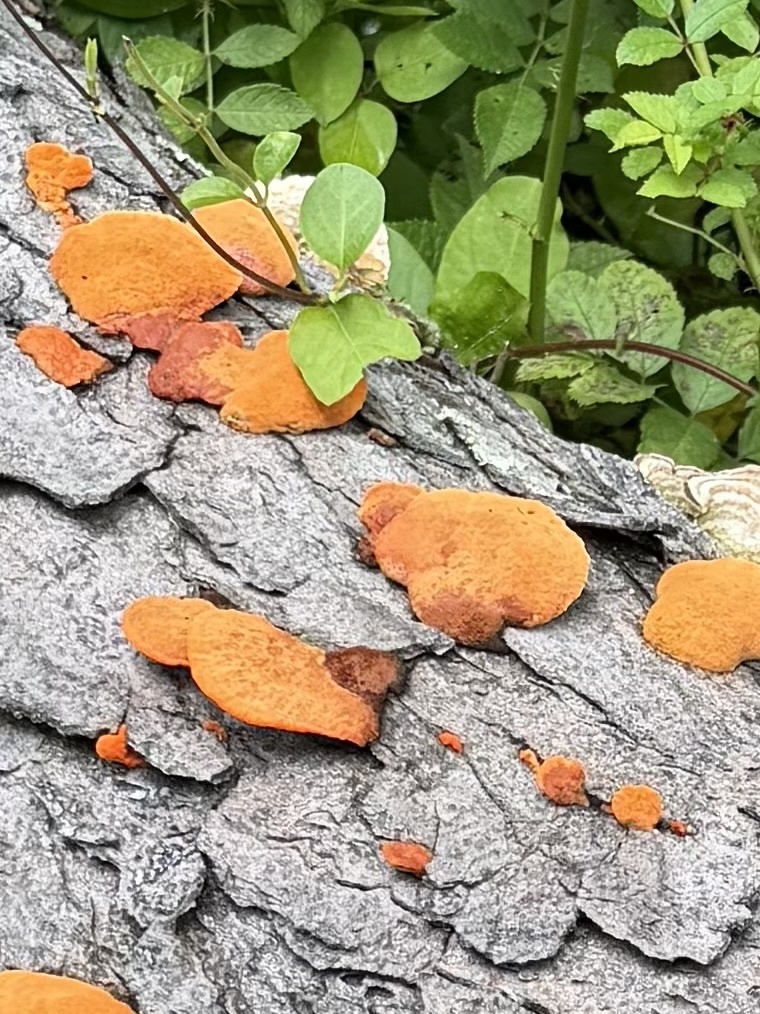 Northern Cinnabar Polypore · July 2026 · photo: Photo: no rights reserved · iNaturalist