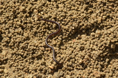 Indotyphlops braminus