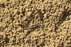 Indotyphlops braminus