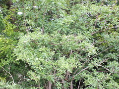 Sambucus nigra